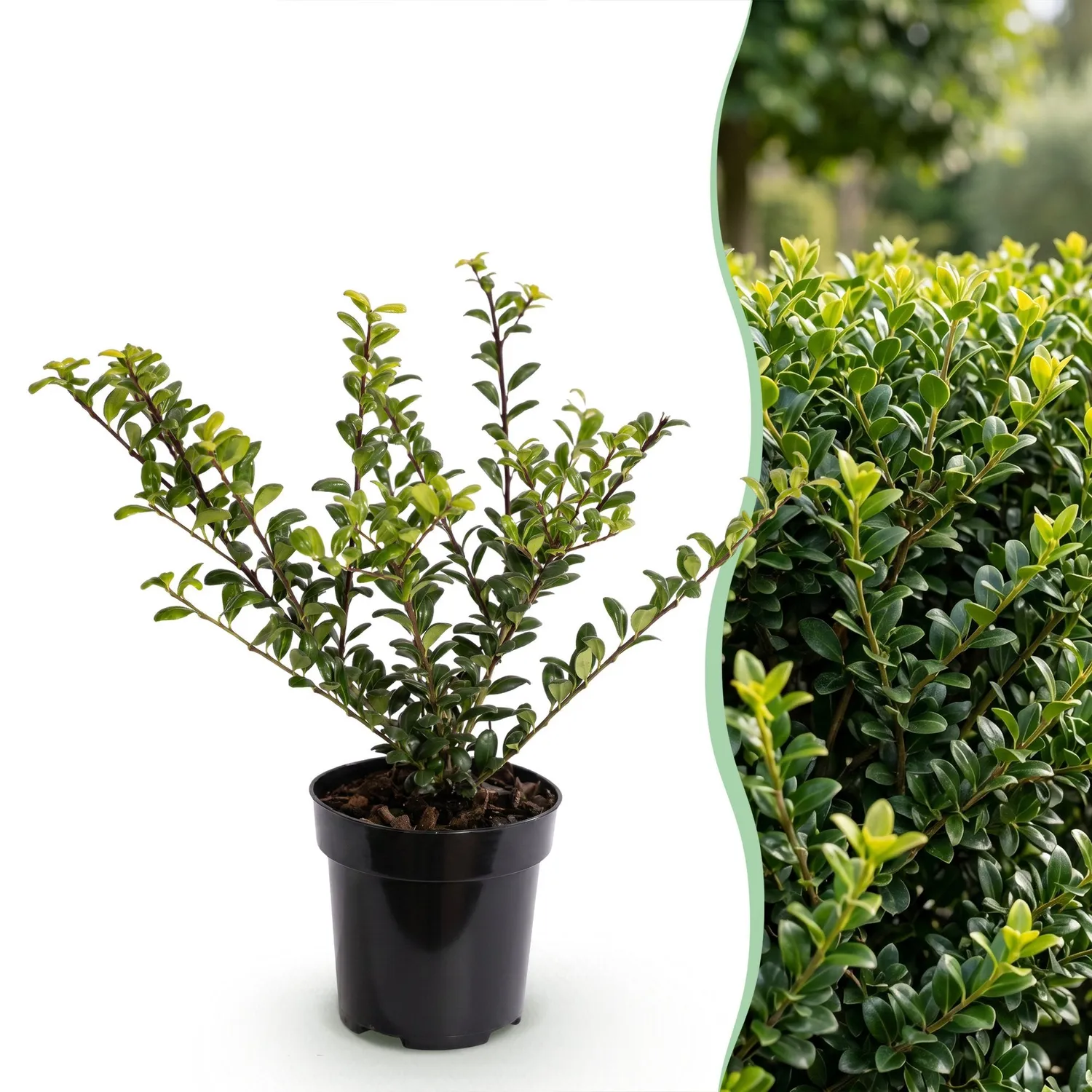 Plant and Stories Ilex crenata houx haie 24 plants 20-30 cm
