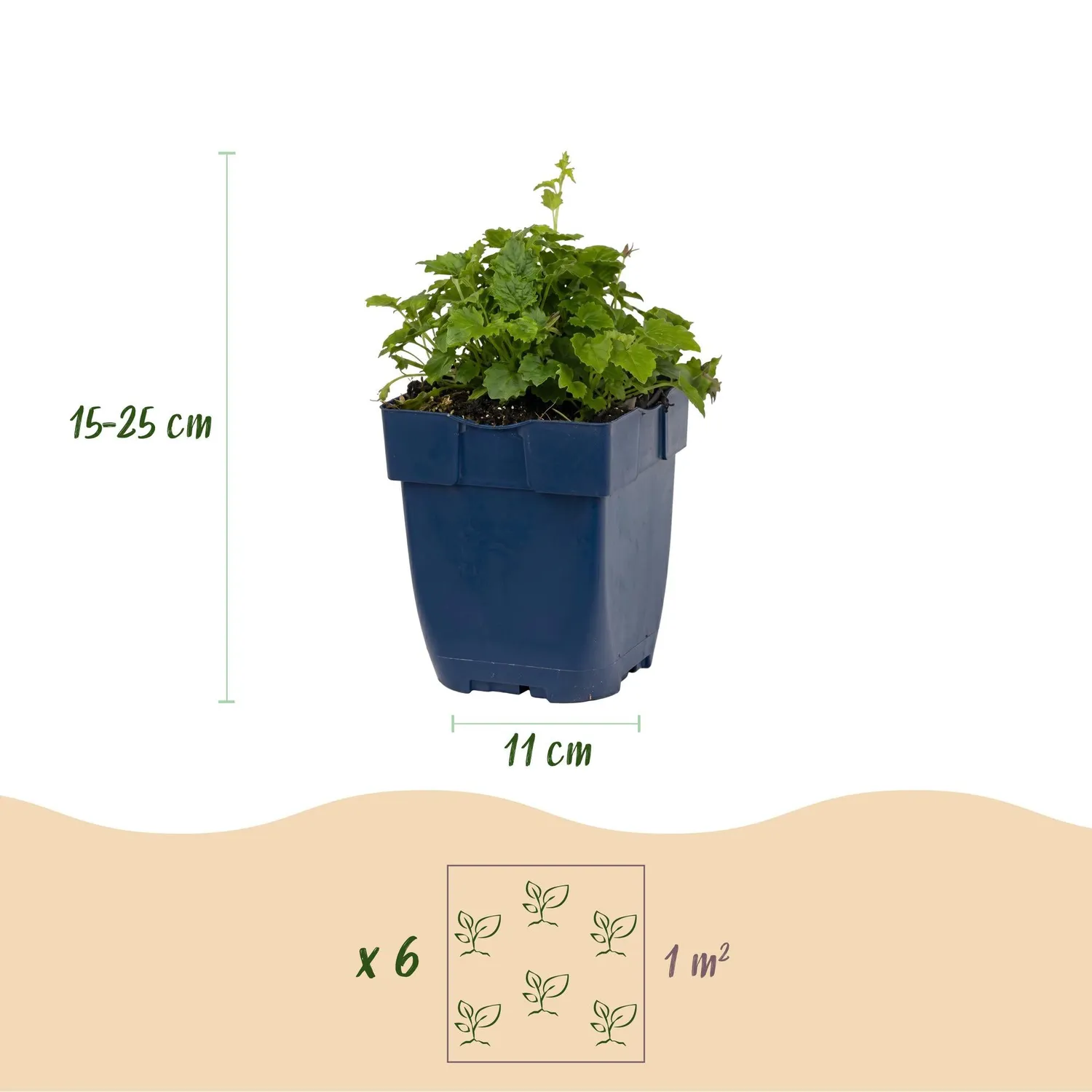 Plant and Stories Lisduggan campanule couvre-sol pot 11 cm 1 plant