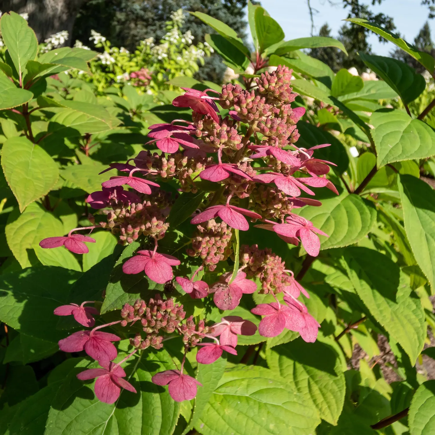 Plant and Stories Hortensia Wim's Red arbuste pot 17cm 1 plant