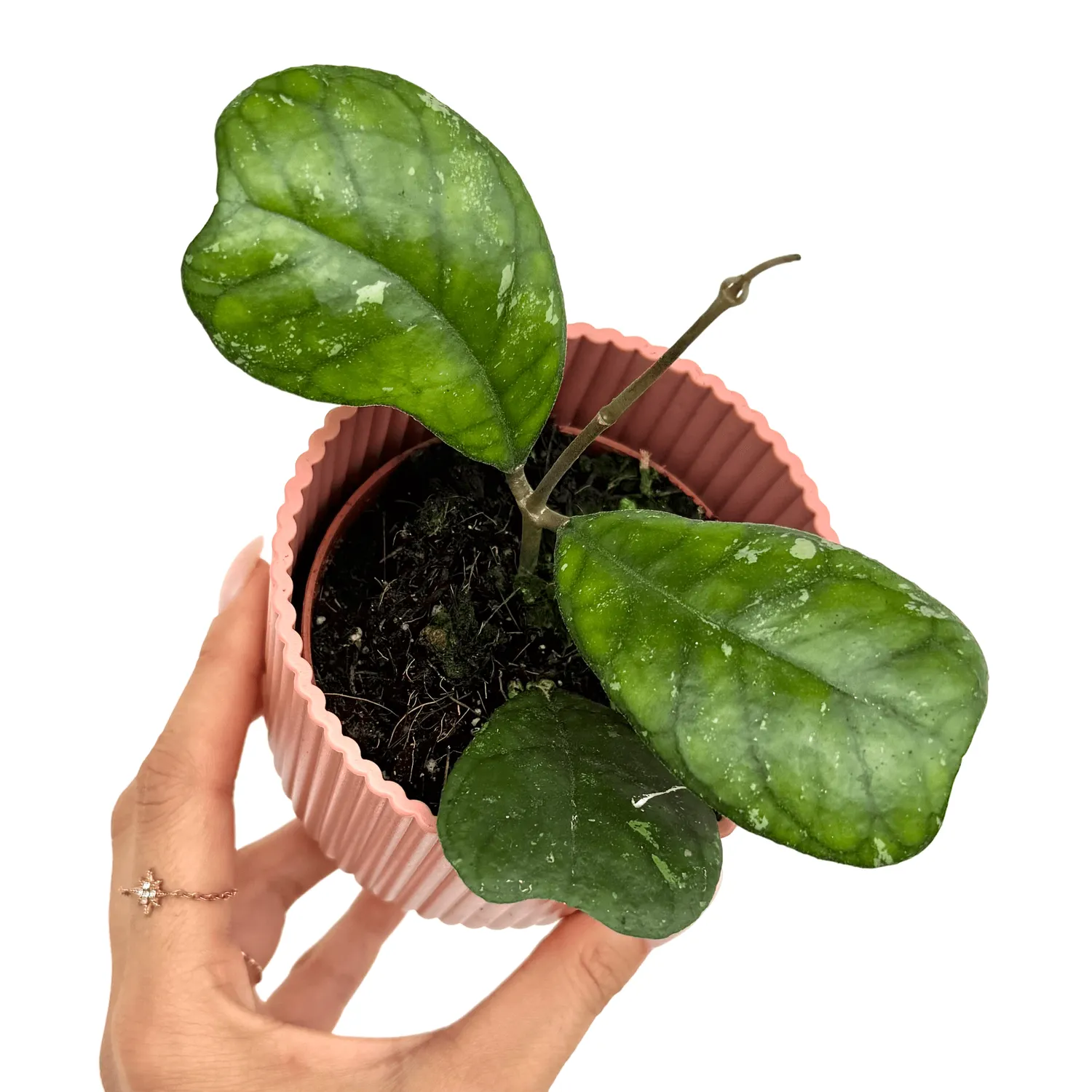Plant and Stories Deykeae hoya argentée 8 cm