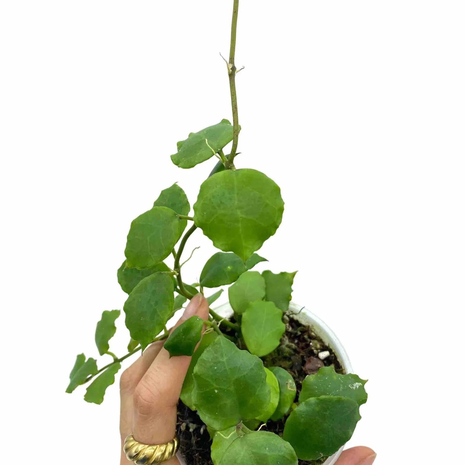Plant and Stories Hoya Endauensis plante pot 6 cm argent veiné
