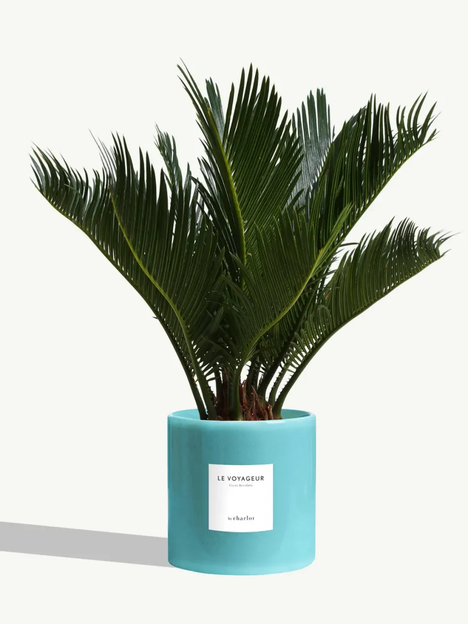 By Charlot Le Voyageur plante Cycas Revoluta pot 14 cm