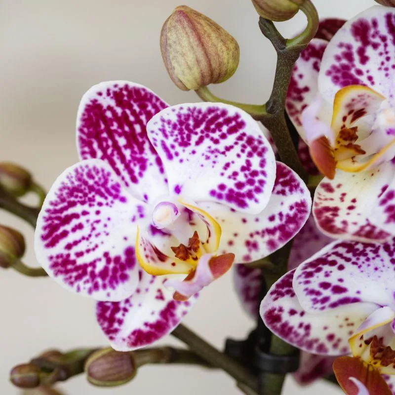 Plant and Stories Phalaenopsis Bora Bora orchidée pot 9 cm