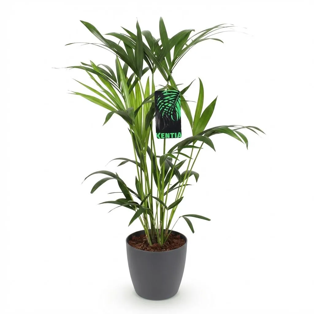 Plant and Stories Howea Forsteriana palmier pot 19cm 80-85cm