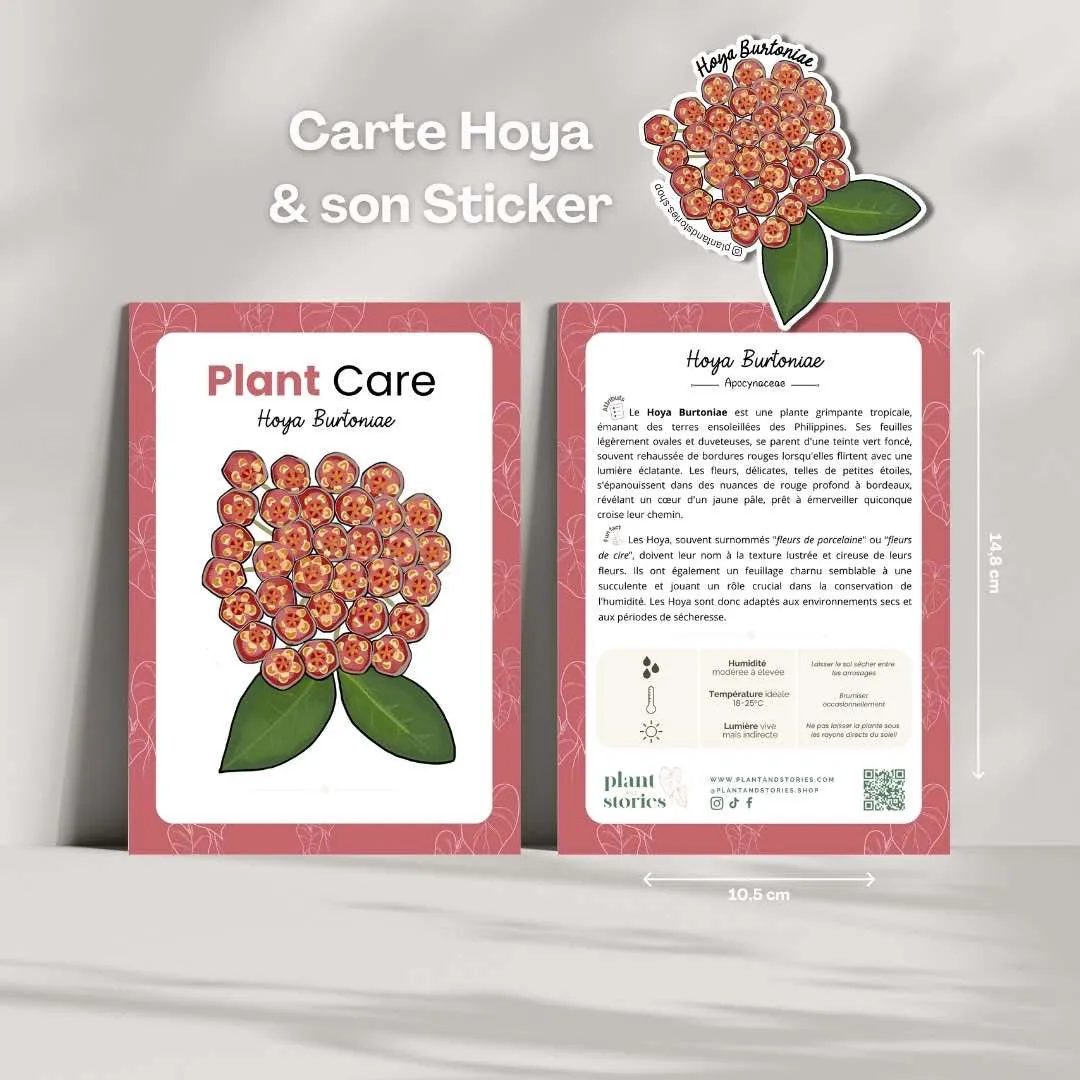 Plant and Stories Hoya Mathilde carte plante avec sticker