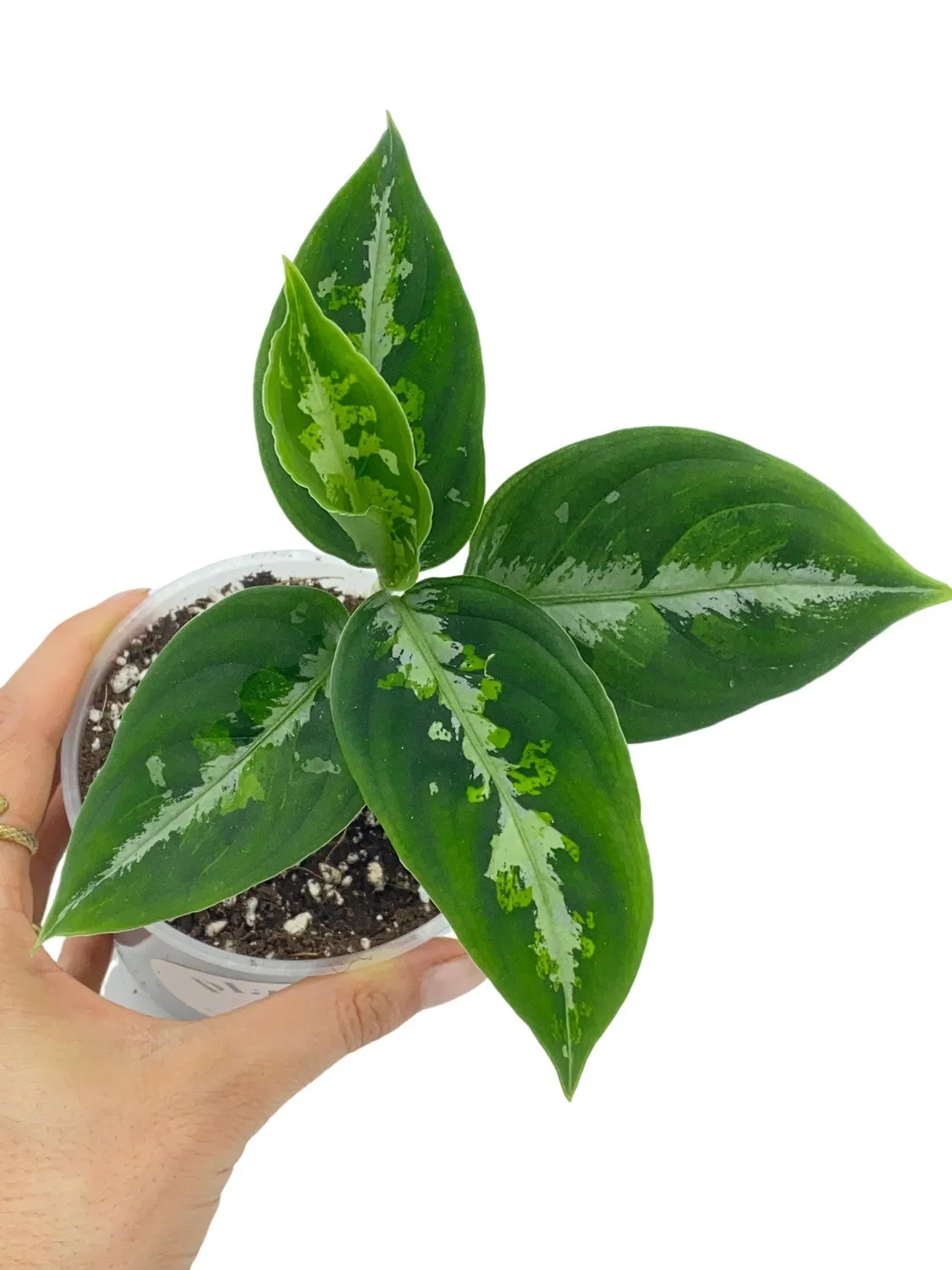 Plant and Stories Pictum Tricolor aglaonema pot 6 cm