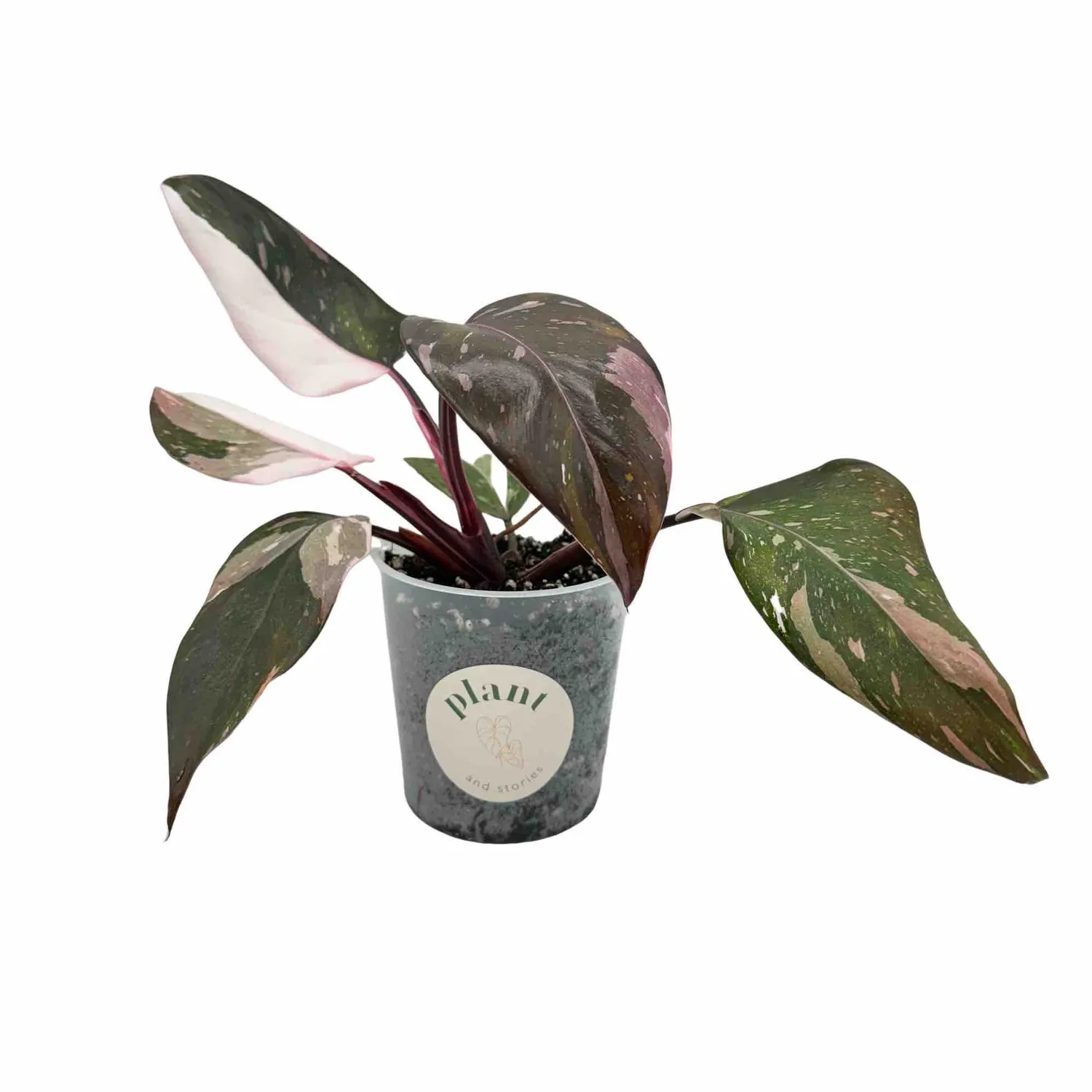 Plant and Stories Philodendron Red Anderson plante pot 6 cm rouge