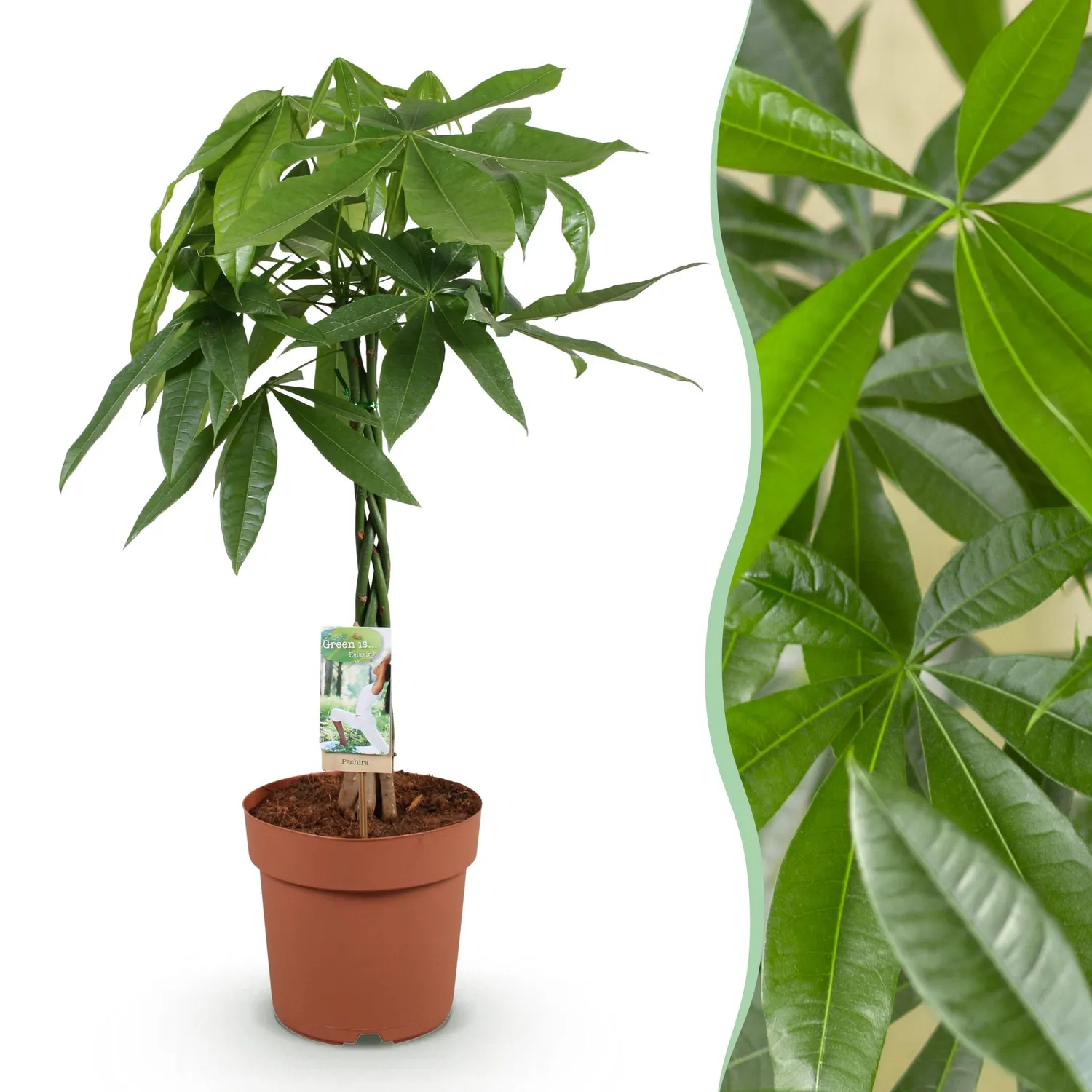 PLANT AND STORIES Pachira Aquatica arbre à argent 80 cm panier