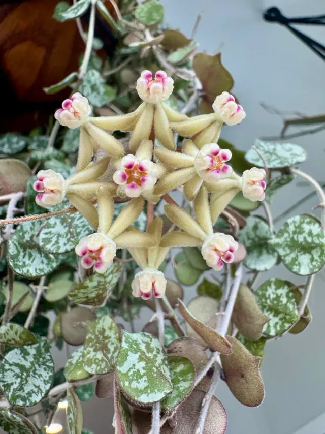 Plant and Stories Hoya Curtisii plante pot 6 cm marbré