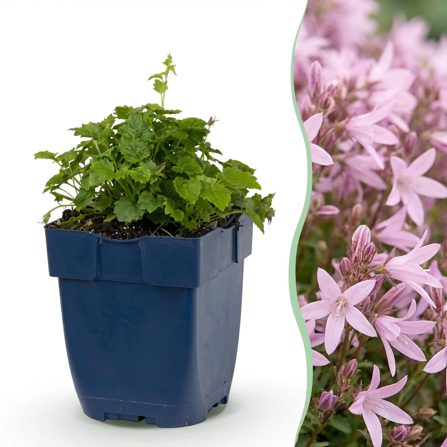 Plant and Stories Lisduggan campanule couvre-sol pot 11 cm 1 plant