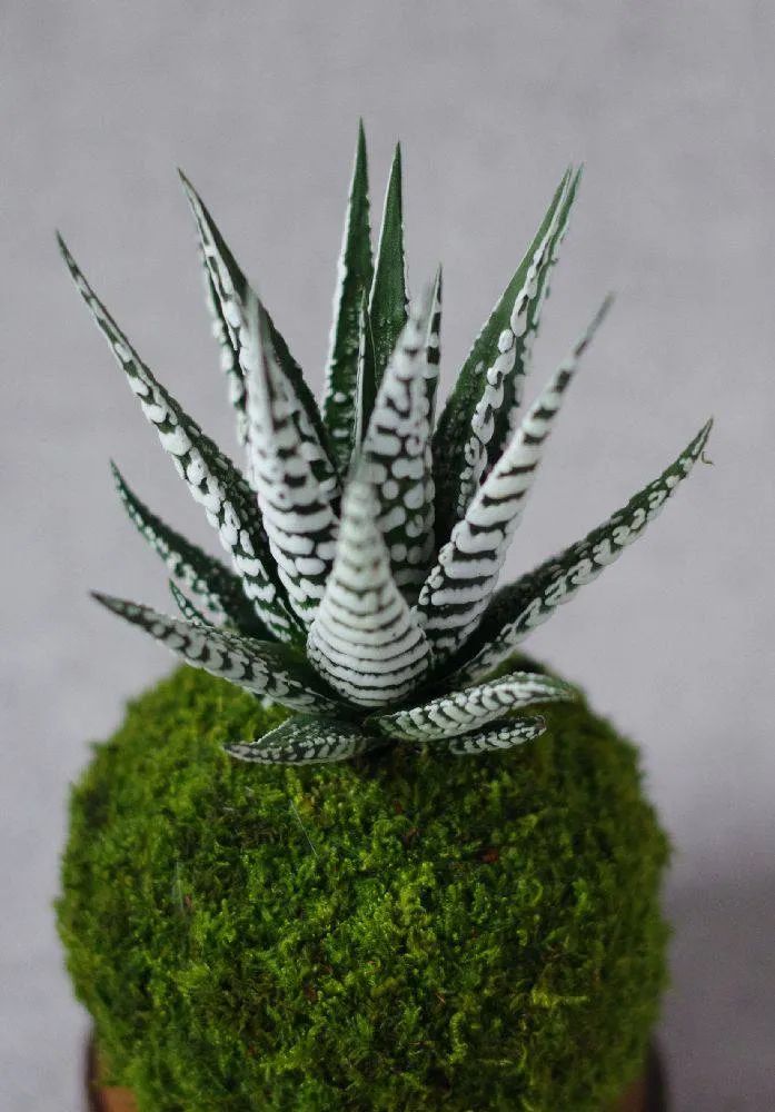 AQUAPHYTE Lushan Ichi kokedama haworthia zèbre