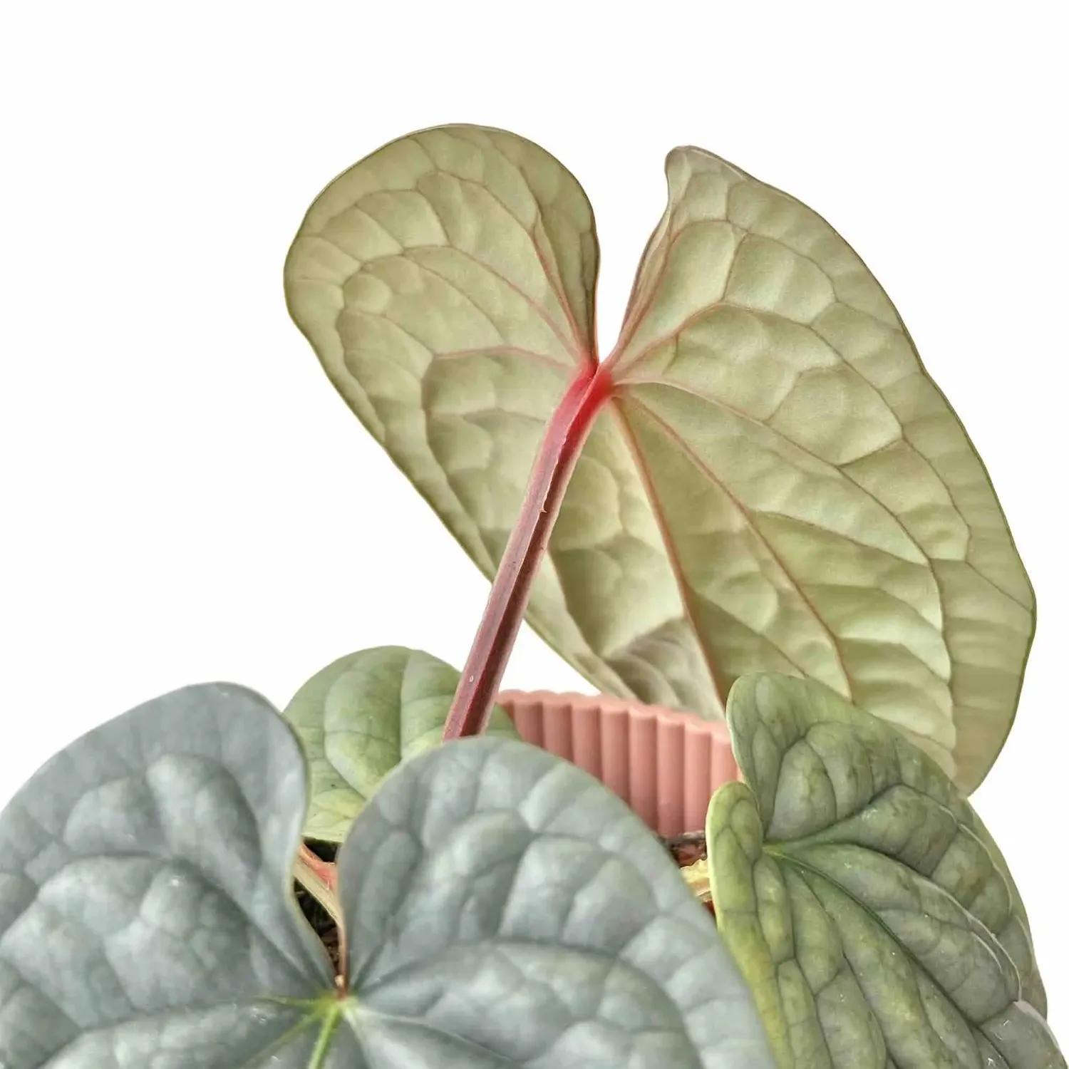 Plant and Stories Anthurium Luxurians plante pot 6 cm bullée