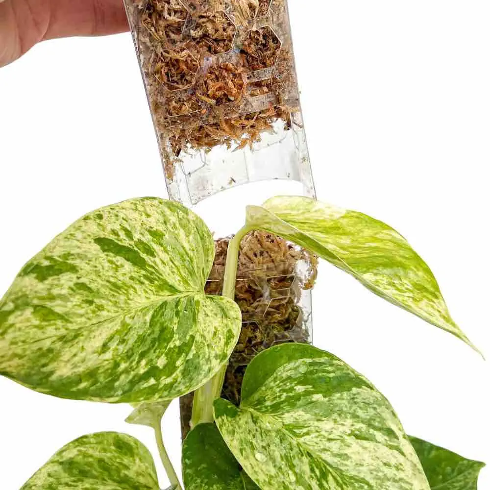 Plant and Stories tuteur transparent plantes x3 taille S