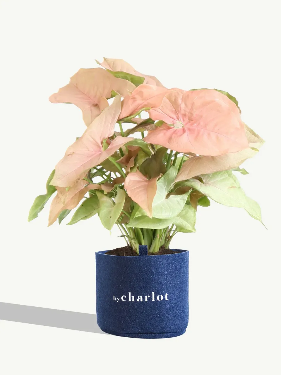 By Charlot L’Adorable recharge syngonium S 13-17 cm