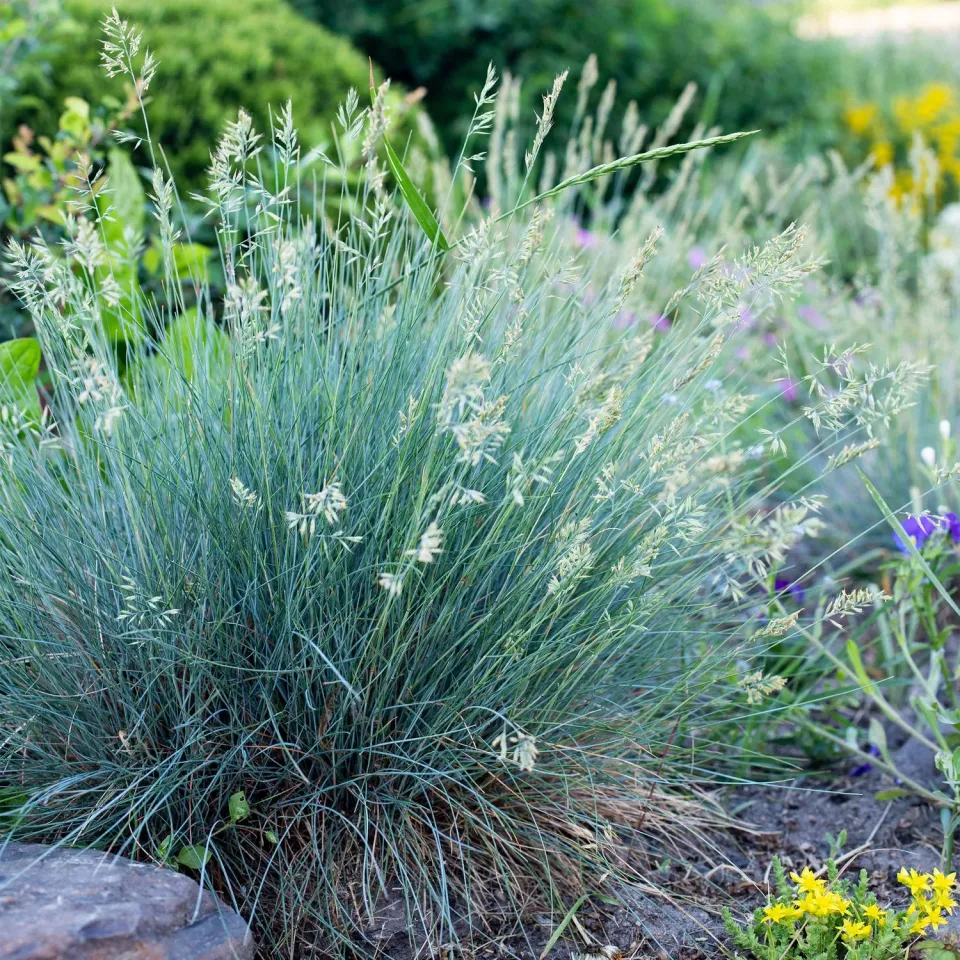 Plant and Stories Festuca Intense Blue graminée pot 17cm