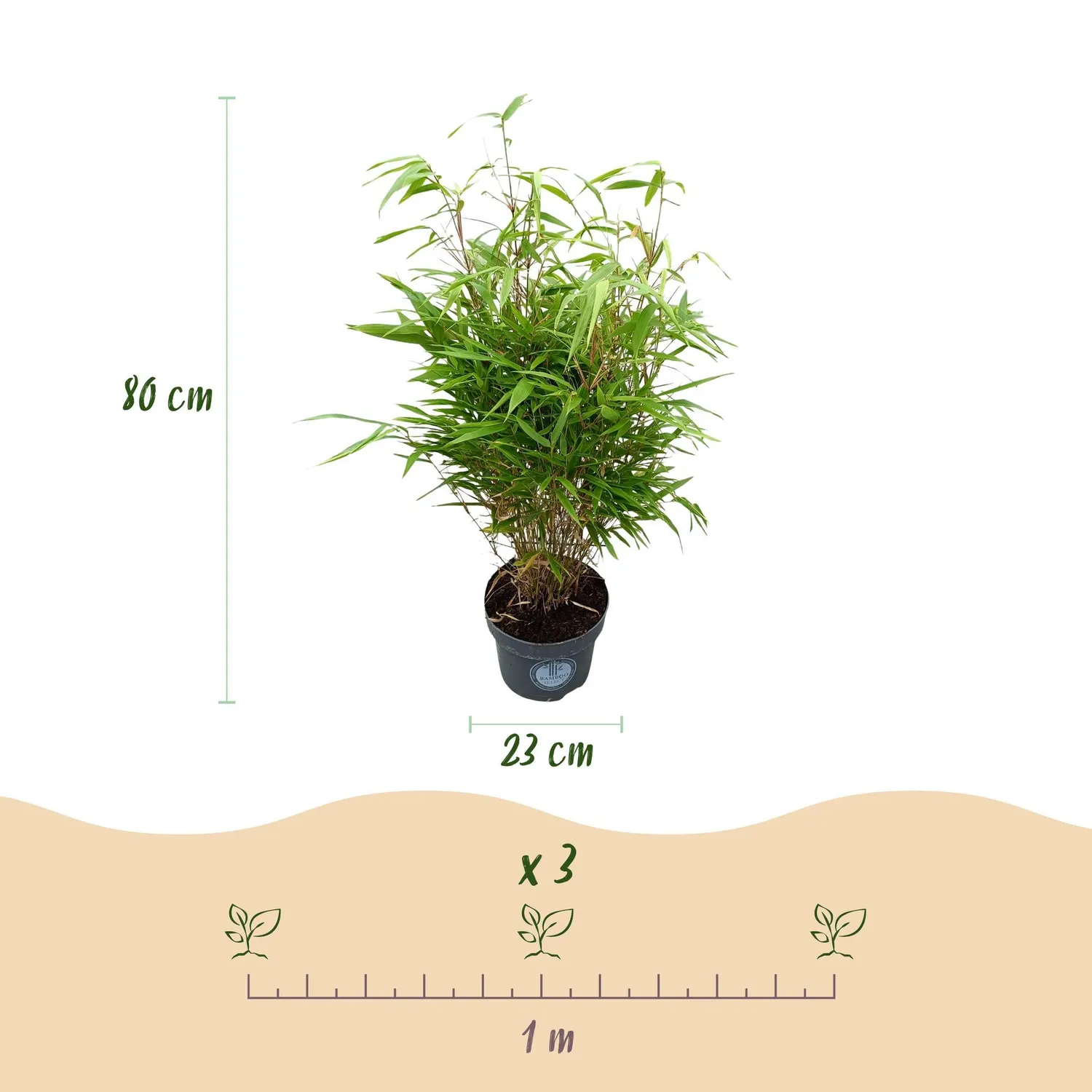 Plant and Stories Fargesia Rufa bambou 80 cm pot 23 cm