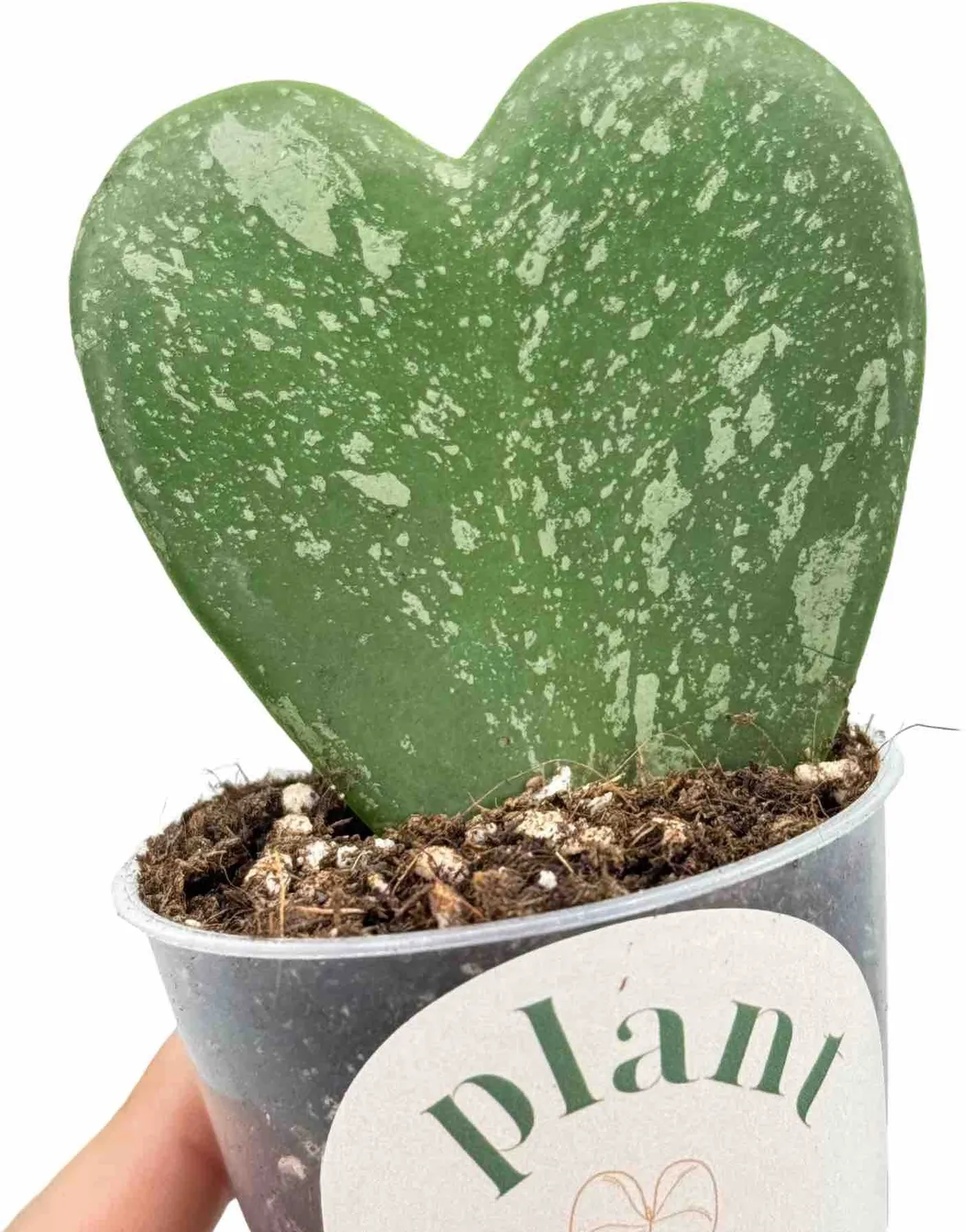 Plant and Stories Hoya Kerrii Splash plante pot 10,5 cm cœur