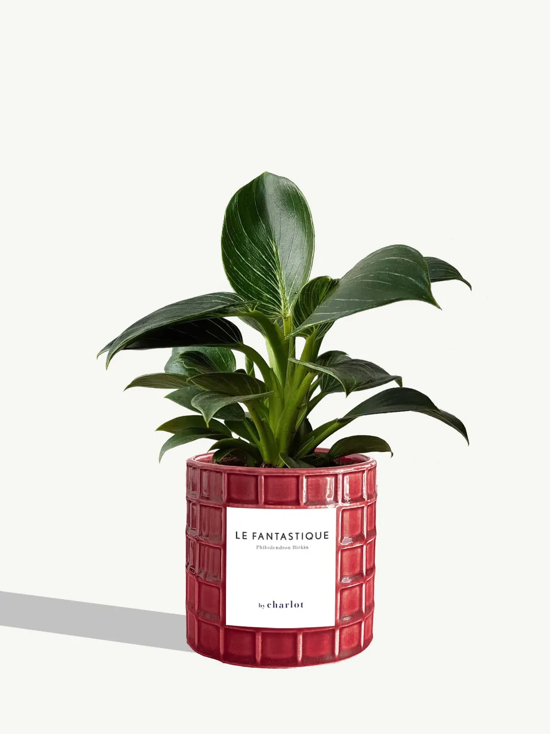 By Charlot Le Fantastique plante peperomia pot 10 cm