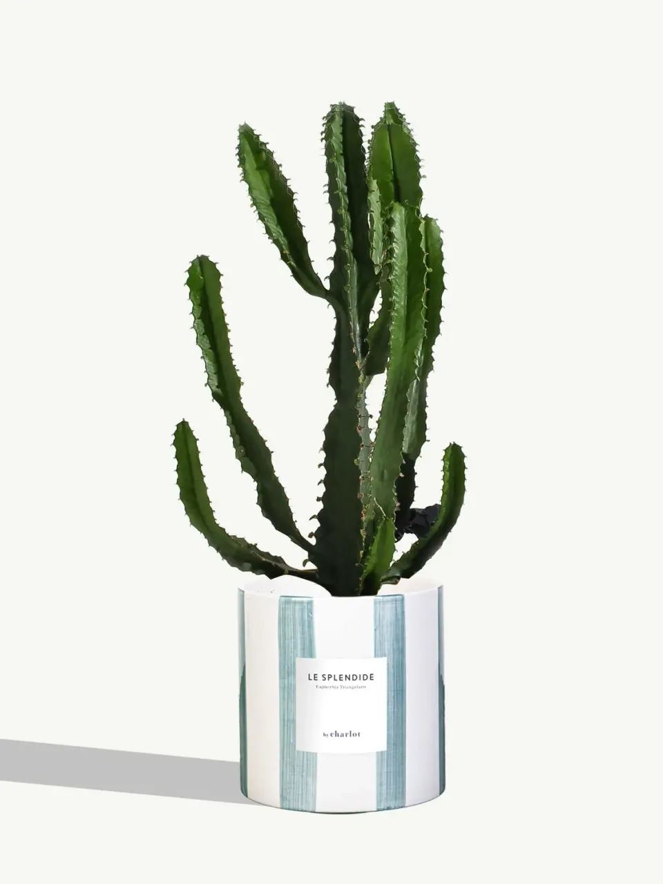 By Charlot Le Splendide euphorbe plante pot 14 cm soleil