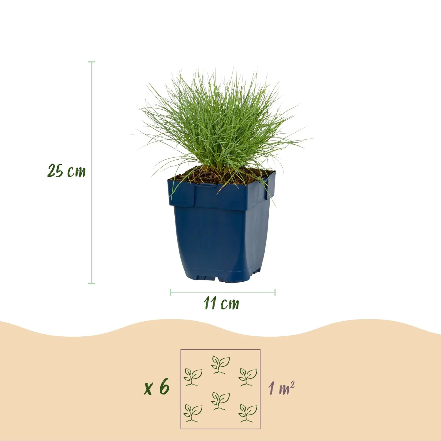 Plant and Stories Festuca Glauca fétuque bleue lot 6 pots 11cm