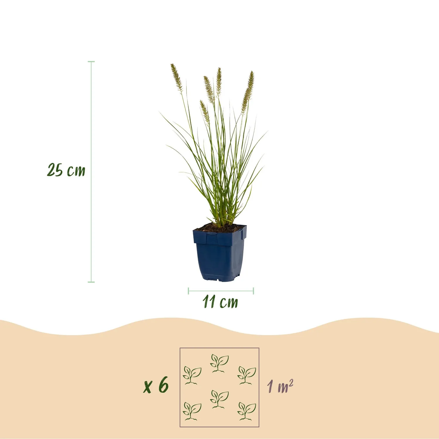 Plant and Stories Hameln graminée ornementale 1 plant pot 11 cm rustique