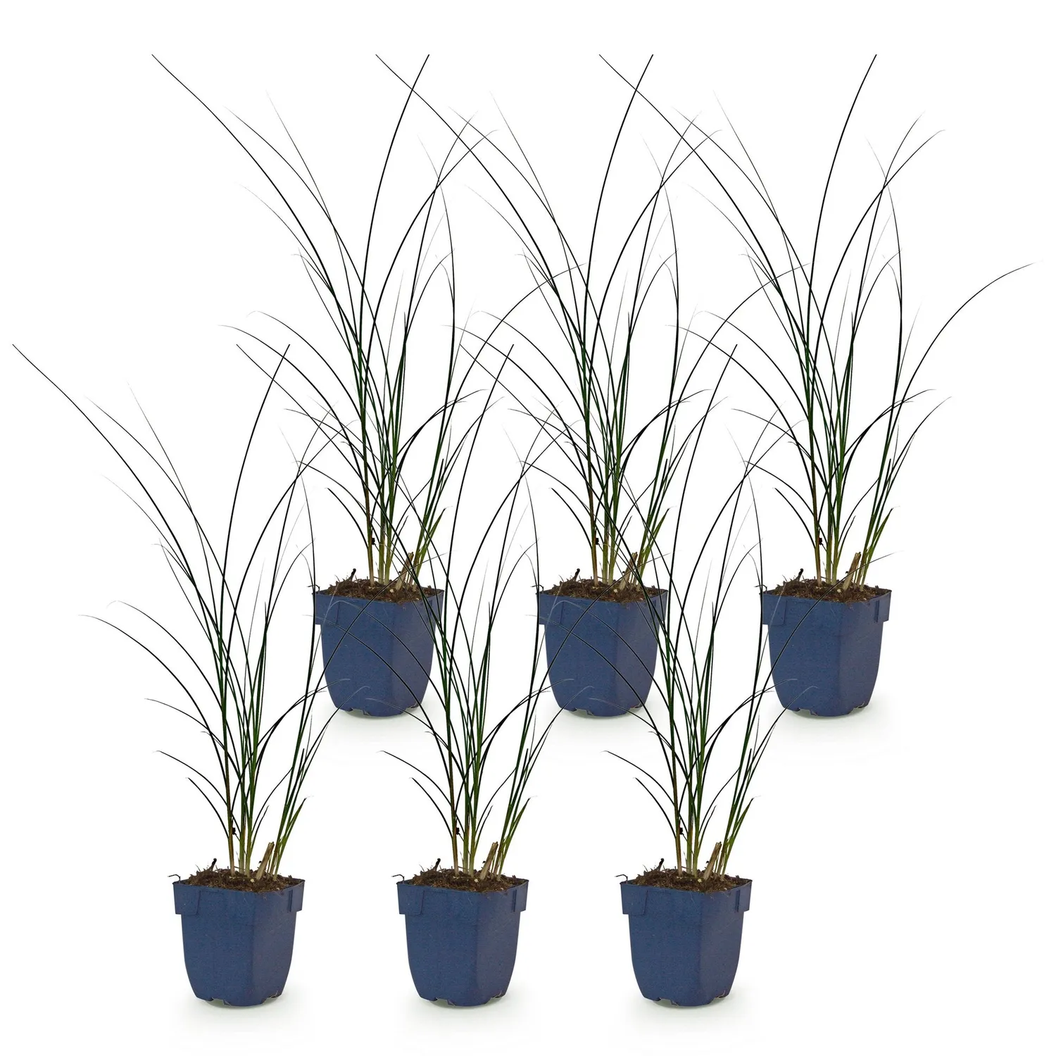Plant and Stories Miscanthus Gracillimus graminée pot 11cm lot 6 plants