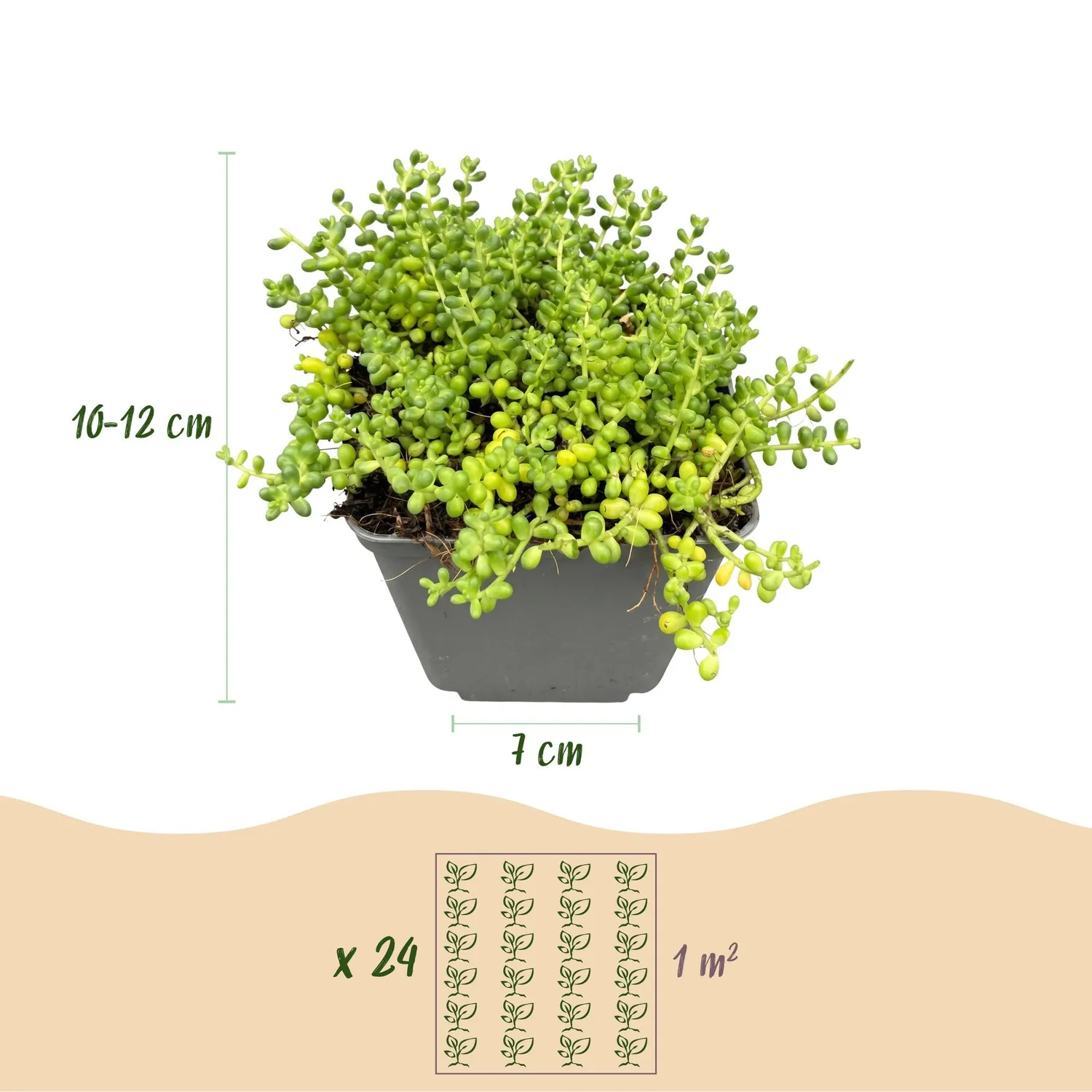 Plant and Stories Mélange de rocaille couvre-sol 6 plants vivace