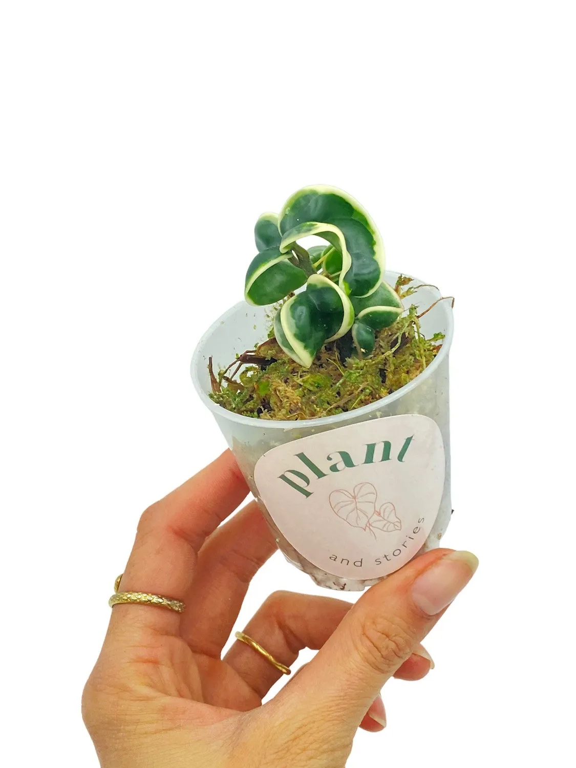 Plant and Stories Compacta Variegata hoya panachée pot 6 cm