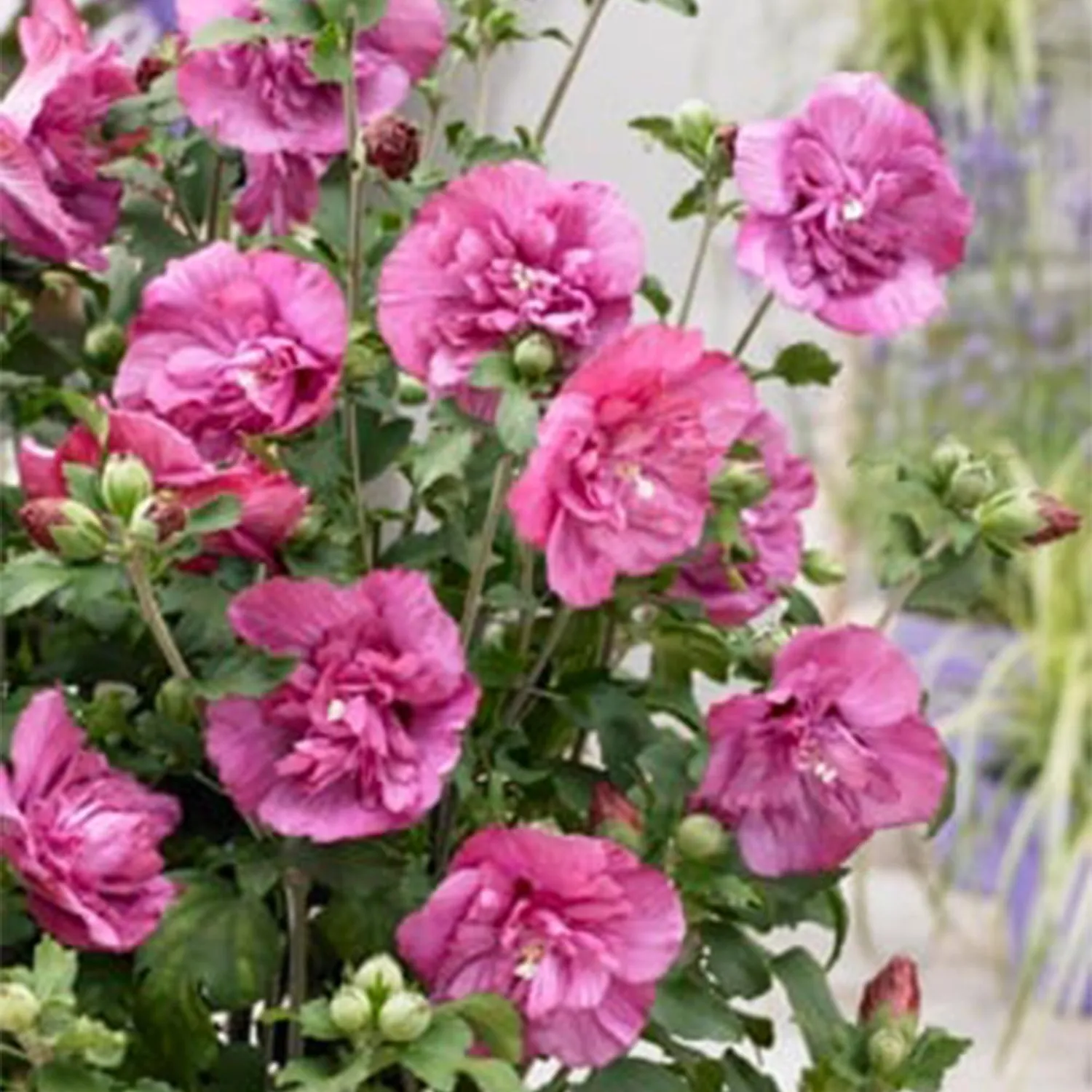 Plant and Stories Hibiscus Magenta Chiffon arbuste pot 19 cm