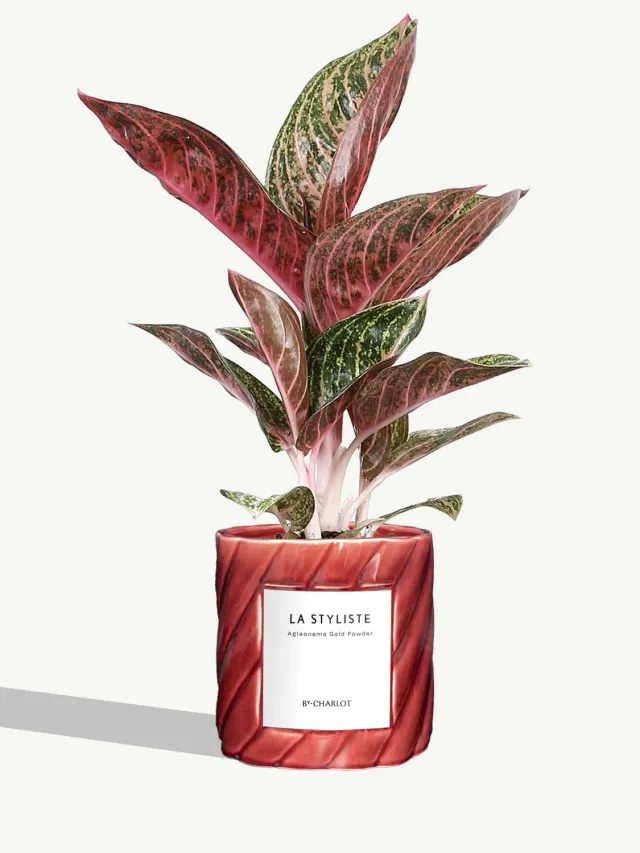 By Charlot La Styliste plante standard colorée