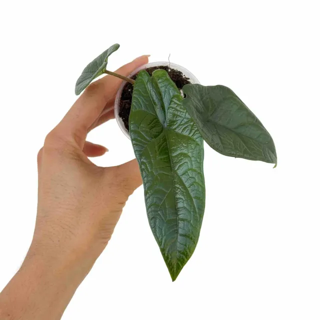 Plant and Stories Alocasia Scalprum plante pot 6cm feuille sculptée