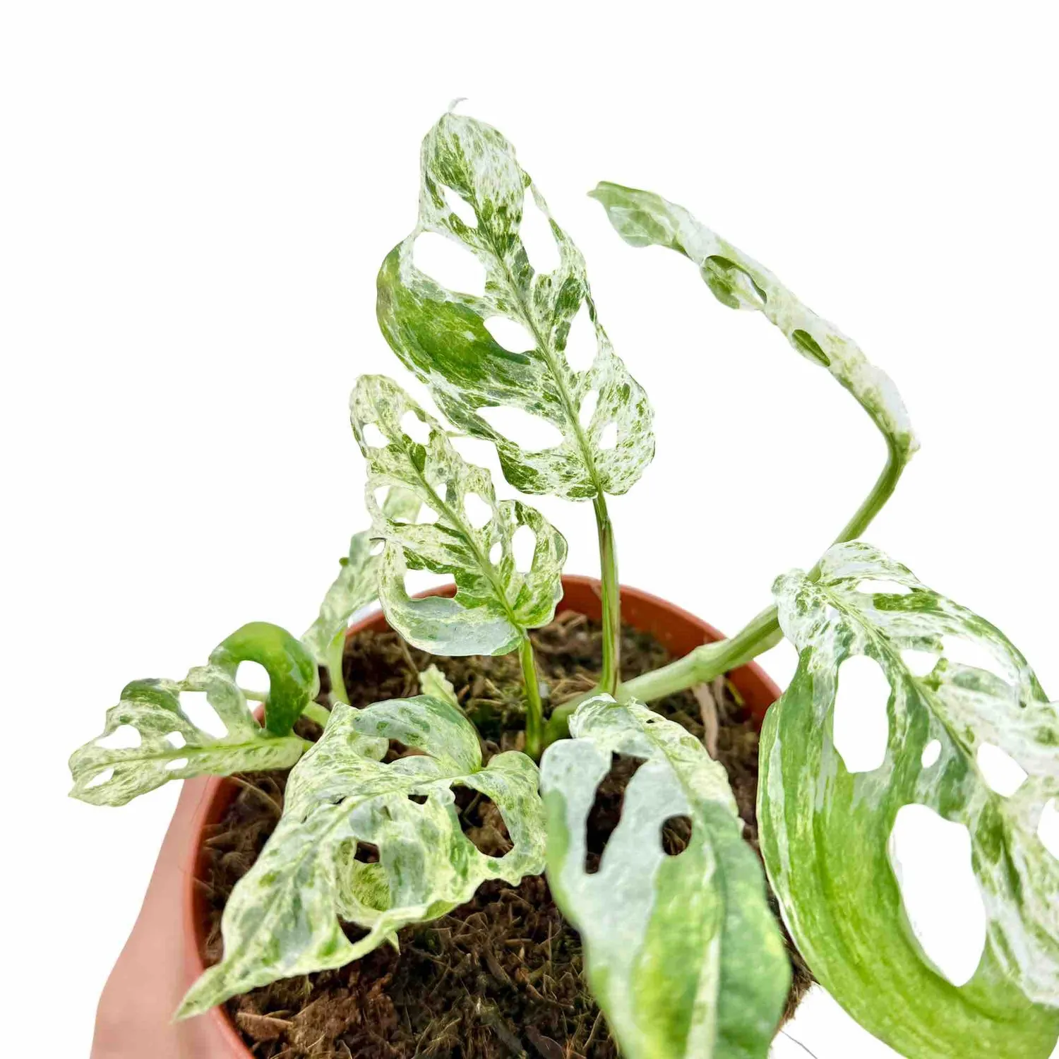 Plant and Stories Monstera Frozen Freckles plante pot 12 cm panachée