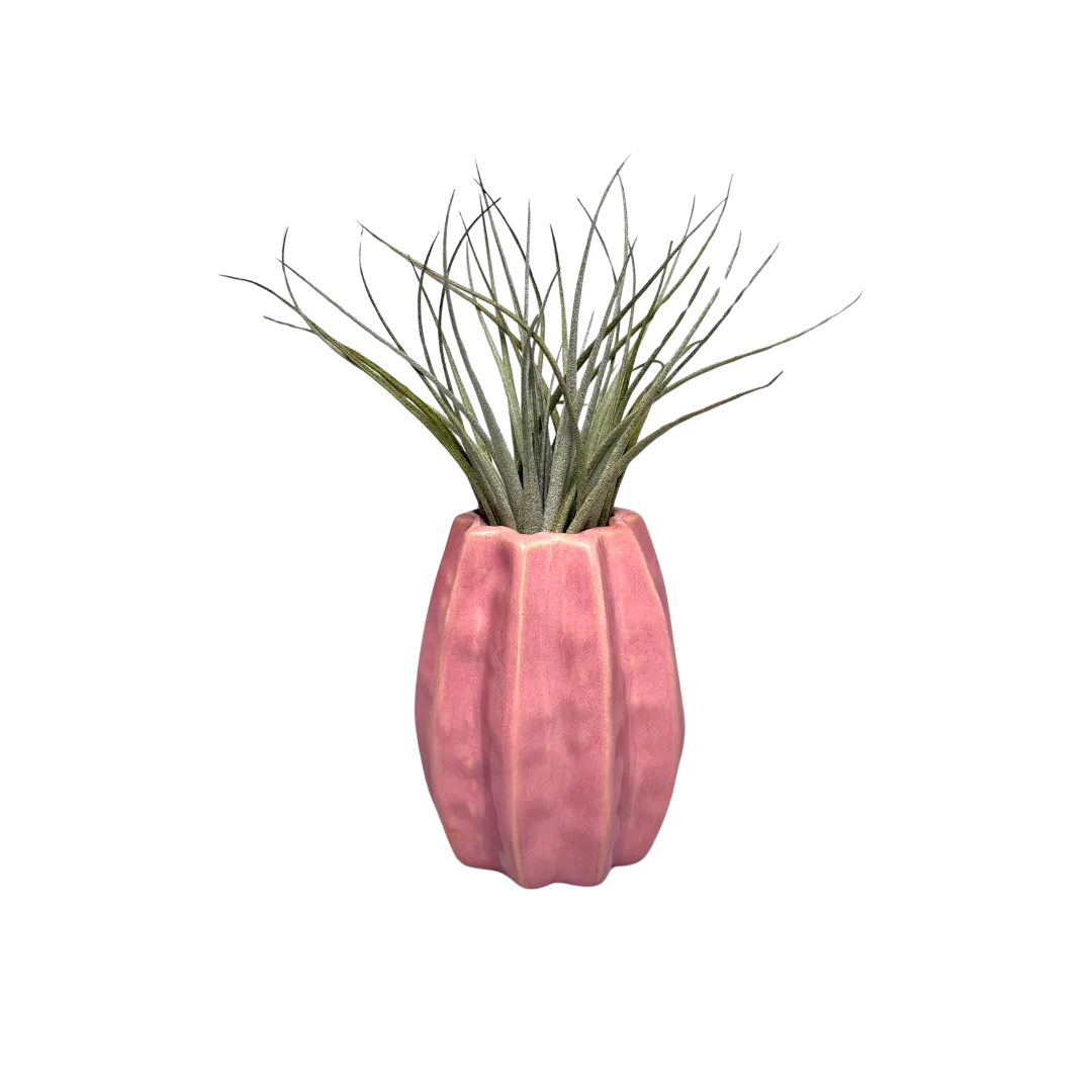 Airplantshop Carambola rose vase céramique + plante aérienne