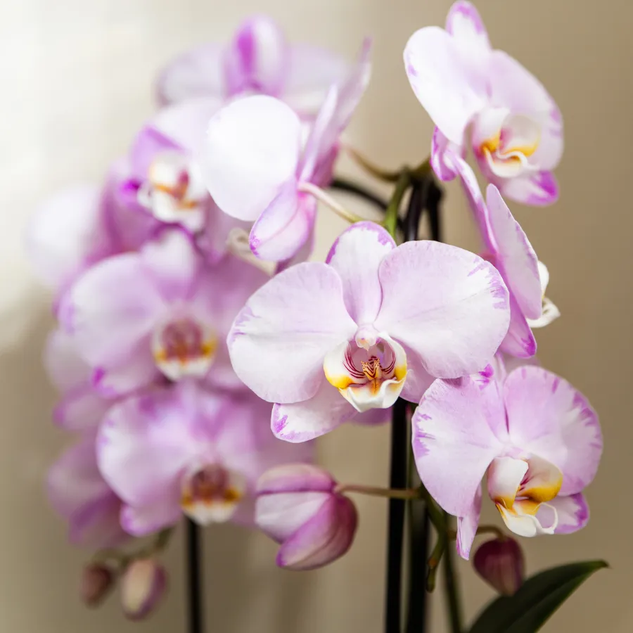 Plant and Stories Phalaenopsis Niagara Falls orchidée rose pot 12 cm
