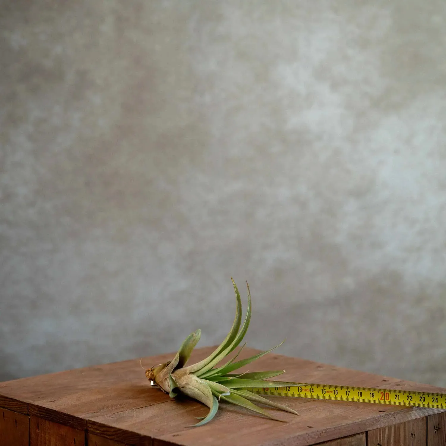 Airplantshop Tillandsia Capitata plante aérienne medium