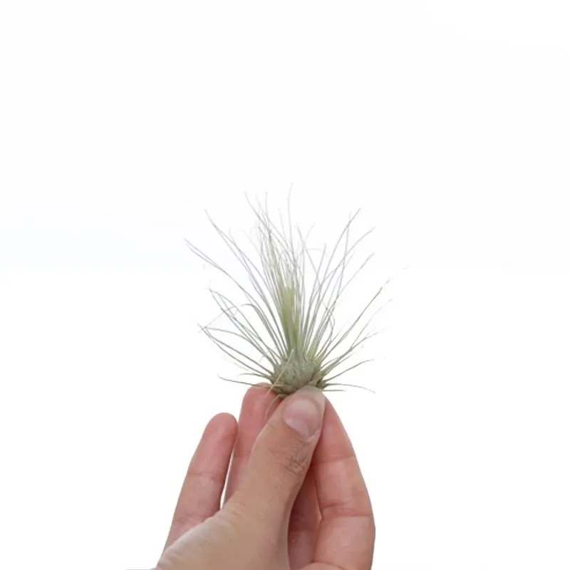 Airplantshop Tillandsia Argentea mini plante aérienne