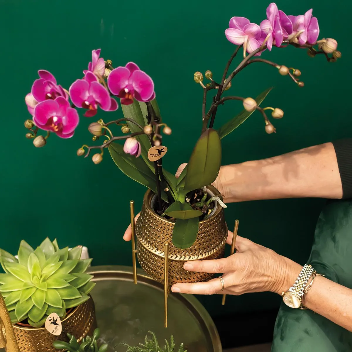 Plant and Stories Phalaenopsis Morelia orchidée violette pot 9 cm