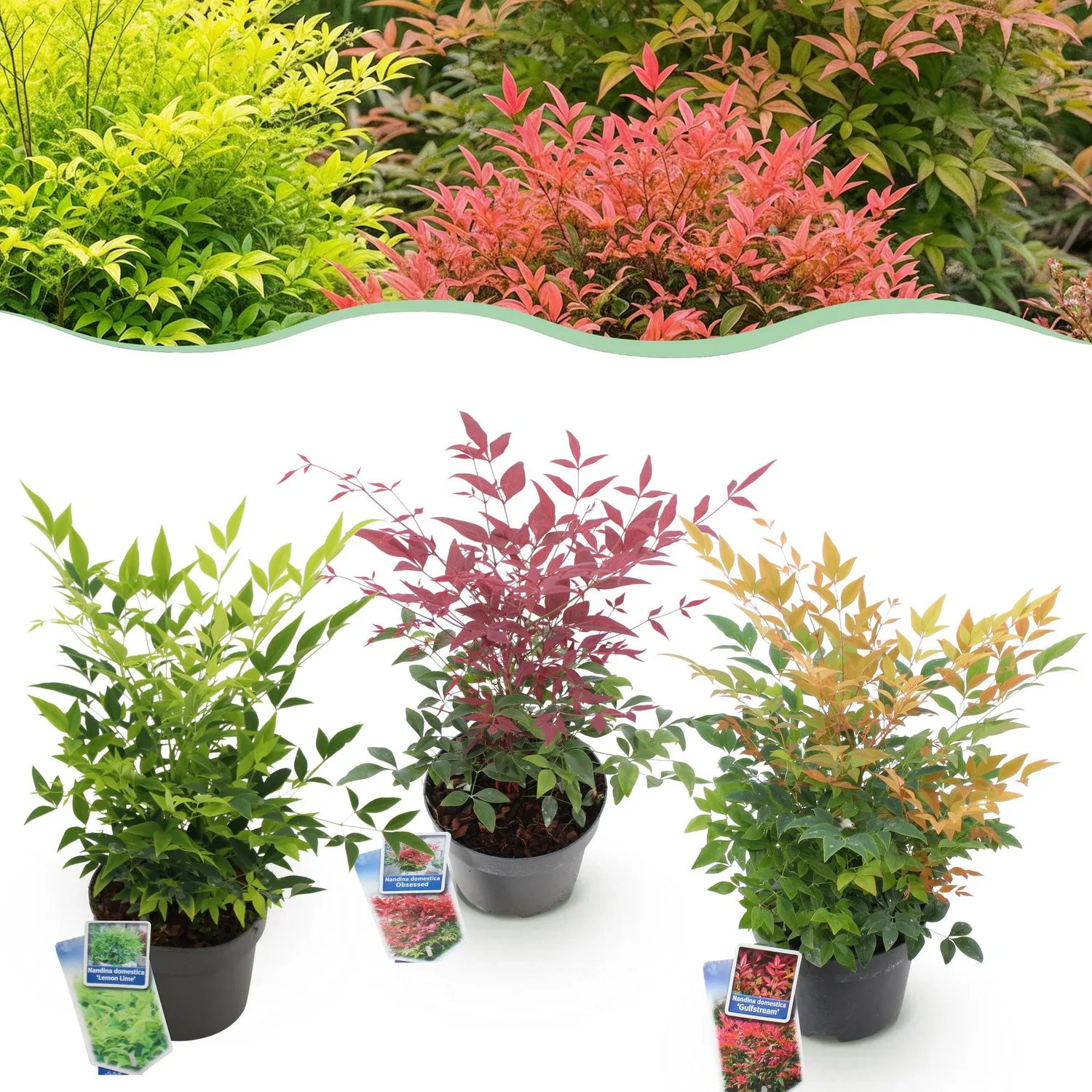 Plant and Stories Nandina bambou sacré 2 plants pot 17 cm
