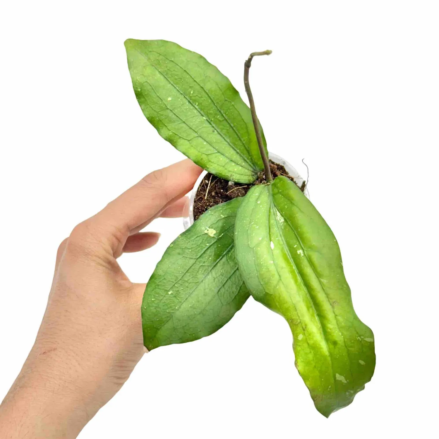 Plant and Stories Hoya Erythrina plante d’intérieur nervures rouges