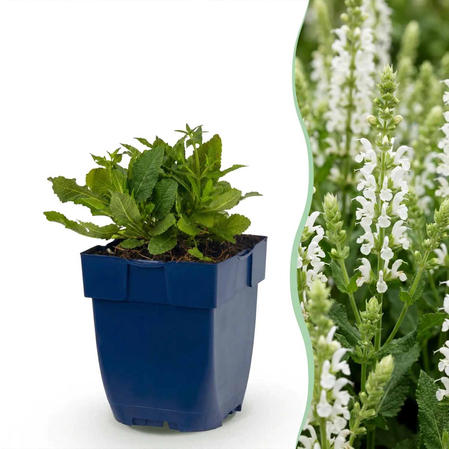 Plant and Stories Schneehügel sauge blanche 3 plants pot 11 cm