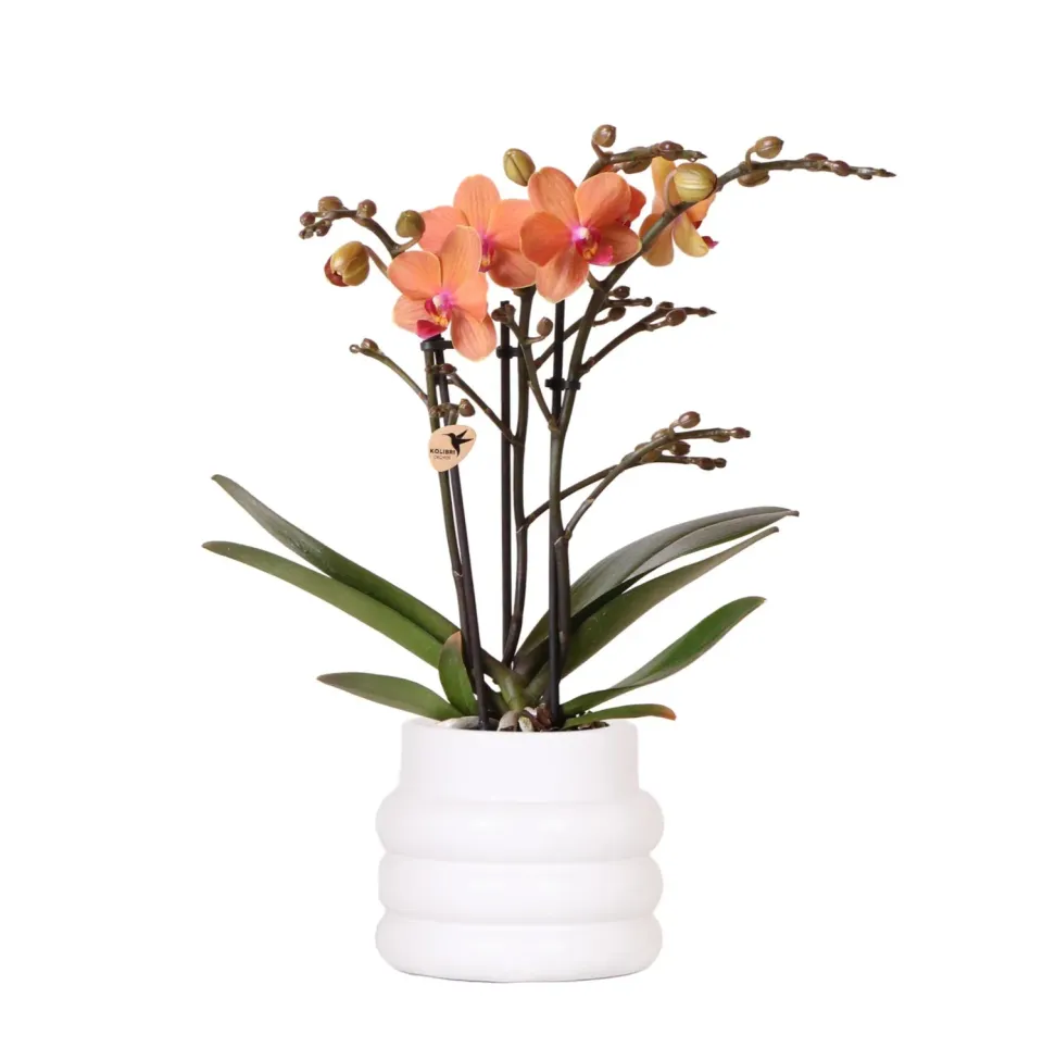 Plant and Stories Mineral Bolzano orchidée pot 9 cm orange cache-pot