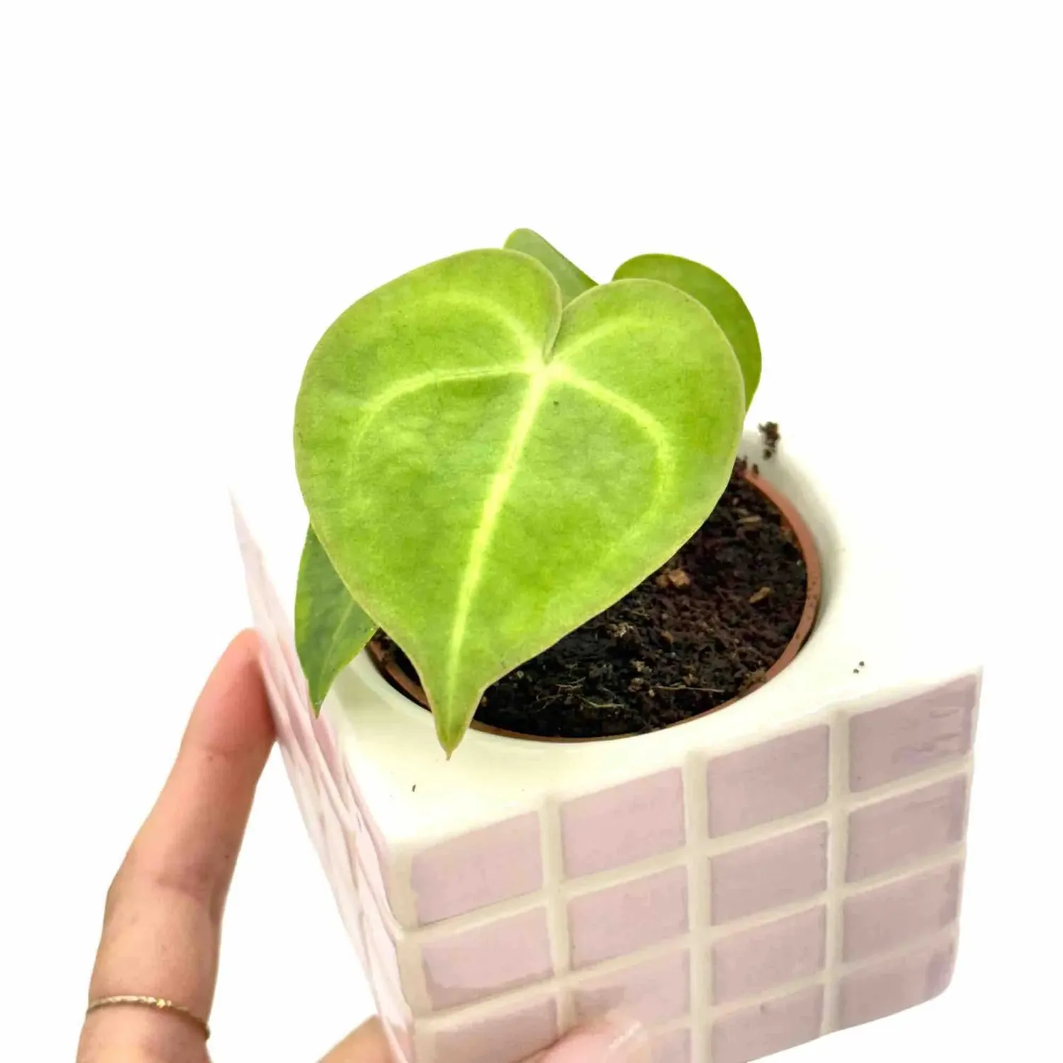Plant and Stories Anthurium Clarinervium plante velours 12cm