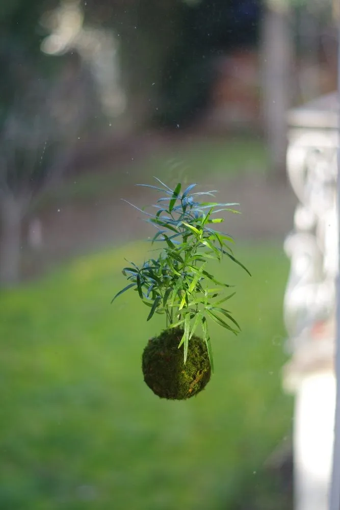 Aquaphyte Porte kokedama ventouse magnet 6 cm