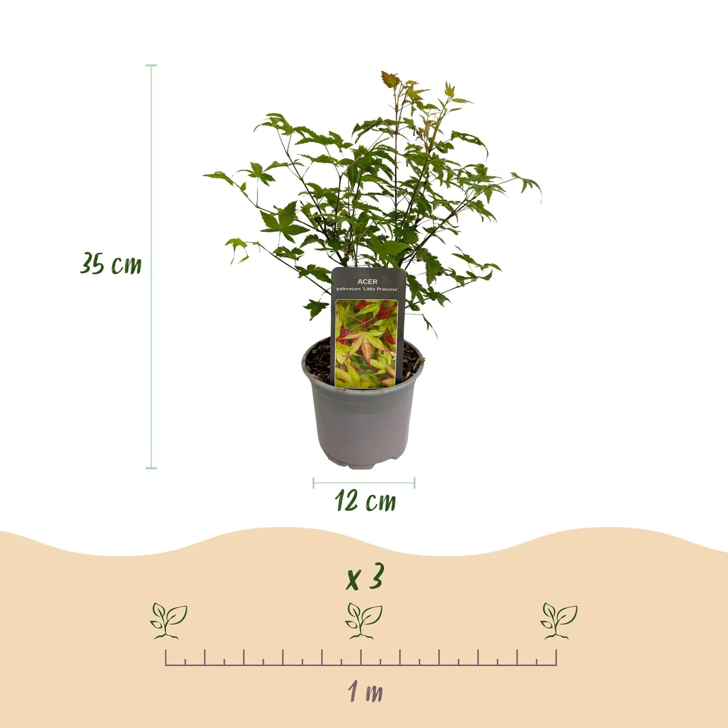 Plant and Stories Little Princess érable 1 pot 12 cm compact