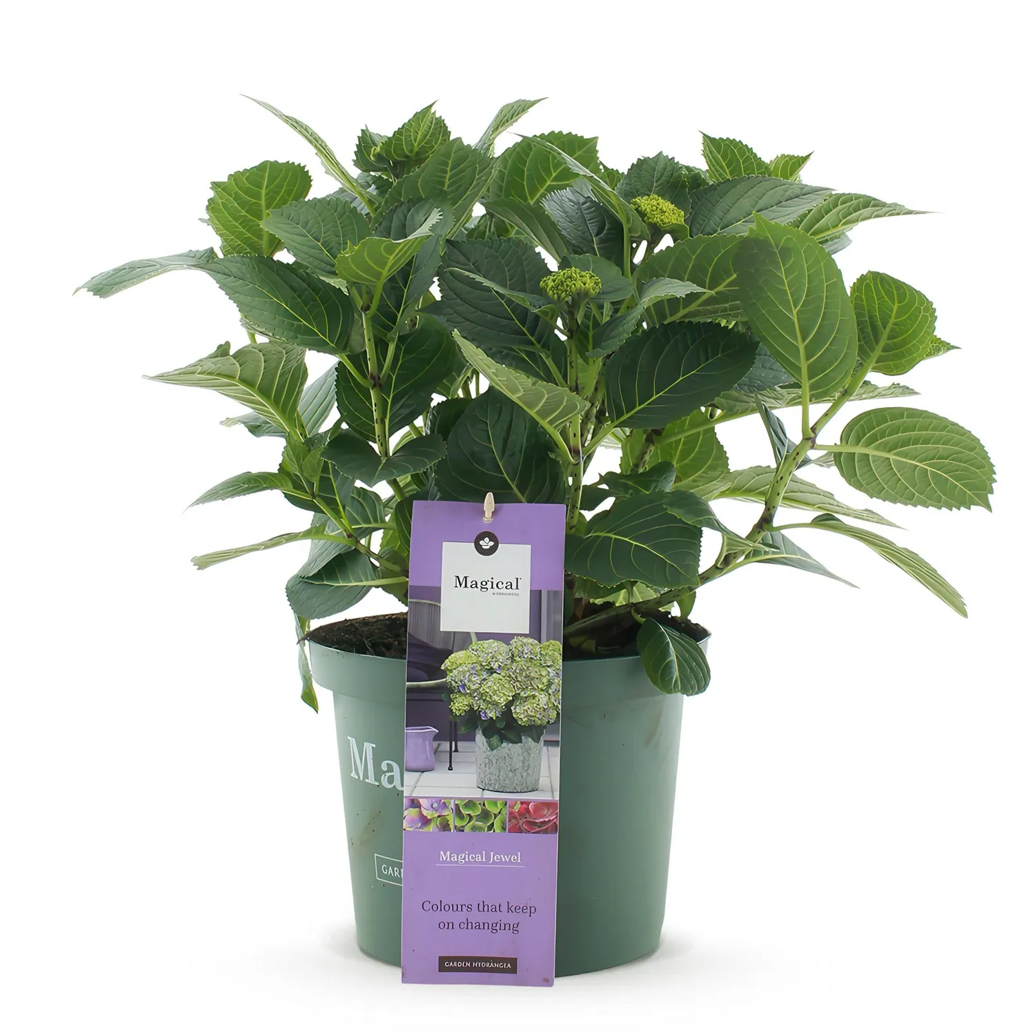 Hortensia Magical Jewel bleu arbuste pot 23cm 55cm