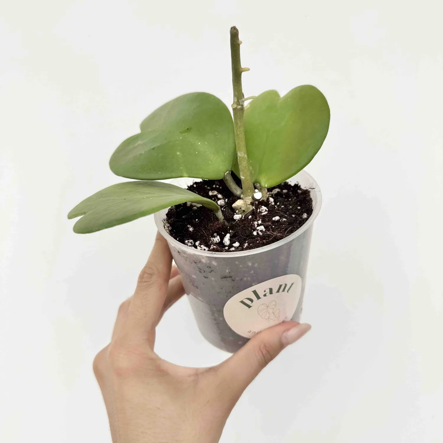 Plant and Stories Hoya Kerrii plante d’intérieur pot 6 cm cœur