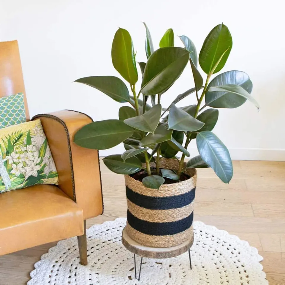 Réconciliation Végétale Côme ficus elastica plante verte 3 pieds facile