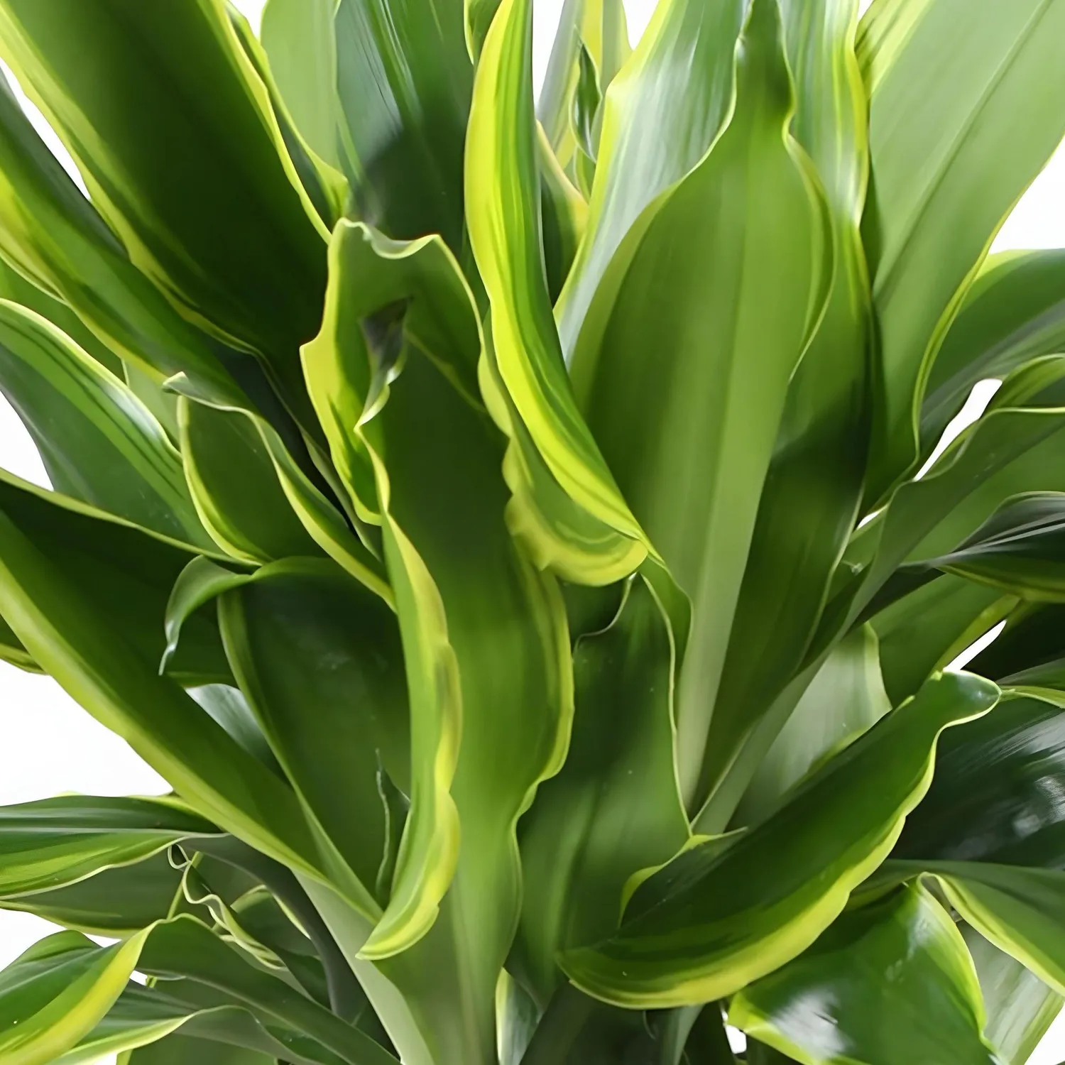 PLANT AND STORIES Dracaena Golden Coast plante intérieur pot 17 cm 50 cm
