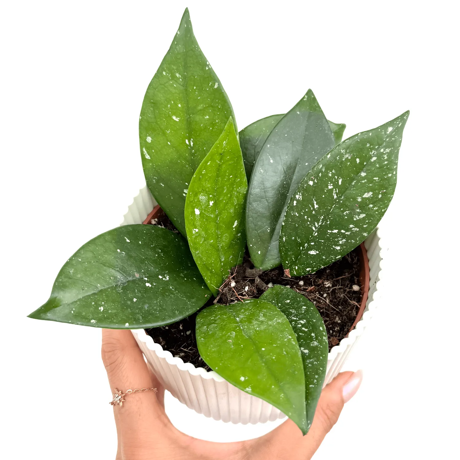 Plant and Stories Hoya Carnosa Stardust plante pot 10,5 cm