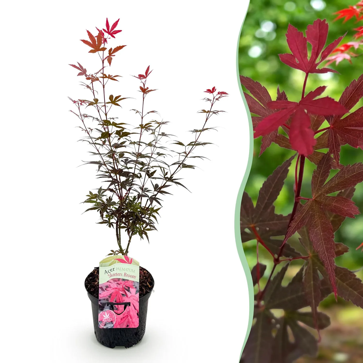 Plant and Stories Érable Skeeter's Broom arbuste pot 19 cm pourpre